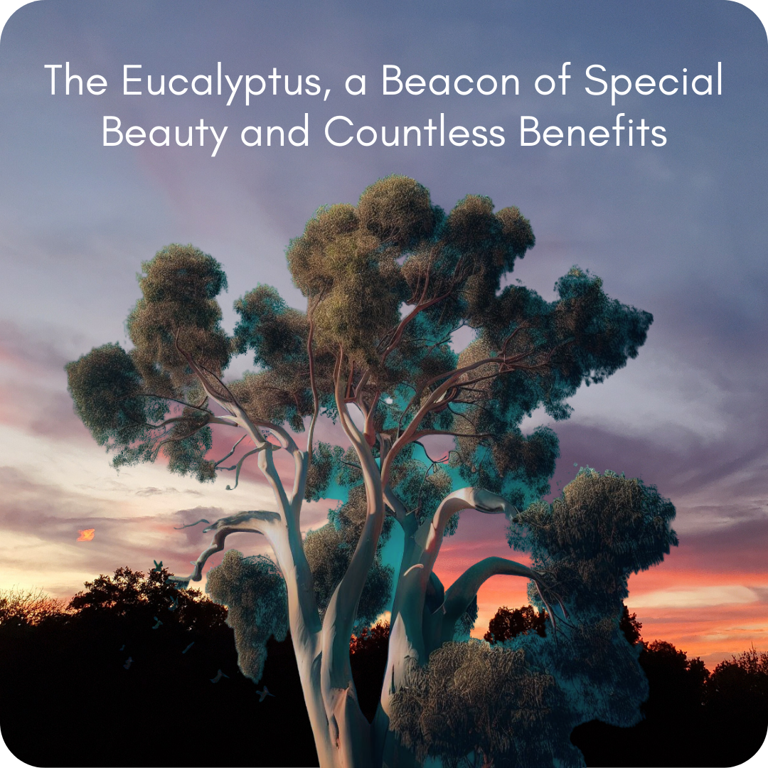Eucalyptus Poetry You Will Love